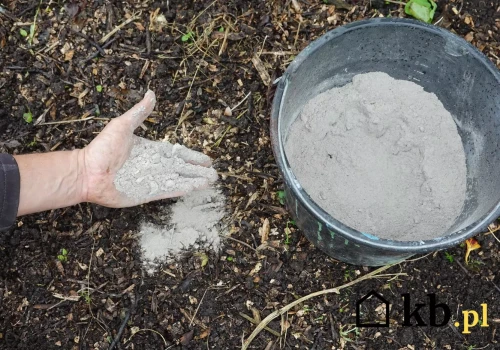 Po zimie zostało mu wiadro popiołu z pelletu. Sąsiad powiedział, żeby nie wyrzucał go do śmieci
