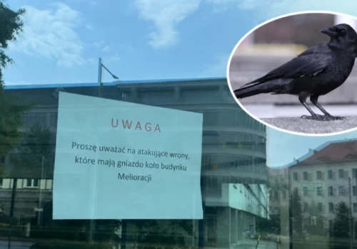 Na Grunwaldzie prawie jak u Hitchcocka. Wrony nurkują nad głowami przechodniów