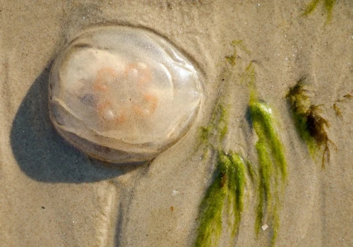 Setki meduz na bałtyckich plażach. Czy plażowicze mają powody do obaw?