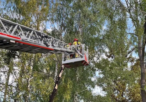 27 interwencji po silnym, nocnym wietrze. Strażacy usuwali powalone drzewa