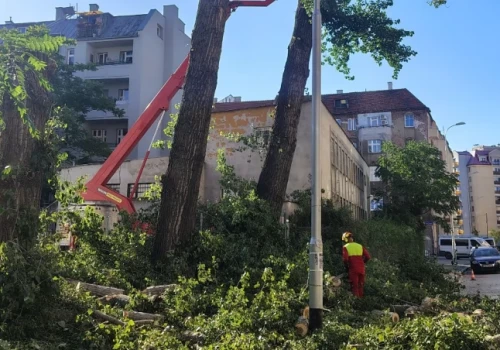 „To ostatnie wielkie drzewa przy tej ulicy”. Wycinka na Kluczborskiej oburzyła mieszkańców