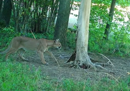 Nagły zwrot w sprawie pumy. Szokujące ustalenia policji. Puma to... żart!
