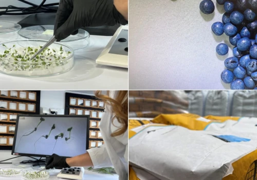 Technologia 3S w praktyce. Jak powstaje materiał siewny i dlaczego liczy się każdy etap produkcji?