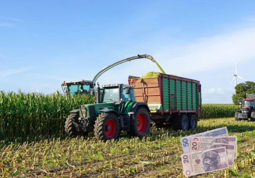 Ile kosztuje kukurydza na pniu? Ceny dochodzą do 10 tys. zł/ha