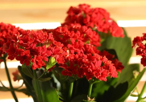 Trik florystów na kwitnienie kalanchoe. Roślinę pokryje burza kwiatów