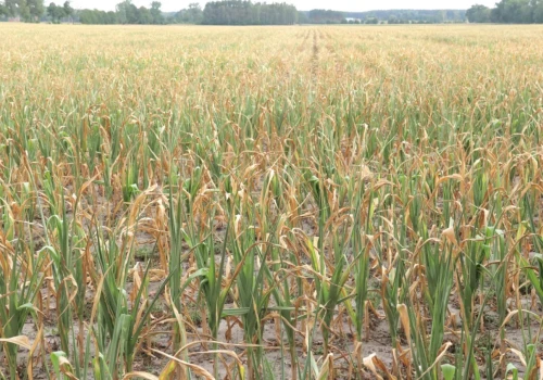 Susza dewastuje uprawy. Rolnicy żądają konstytucyjnej ochrony klimatu