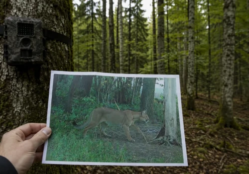 Puma, puma i po pumie. Fałszywe zdjęcie postawiło służby na nogi
