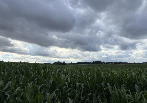 Pogoda wymusza na rolnikach zmiany. W efekcie pojawia się coraz więcej upraw kukurydzy, słoneczników i soi