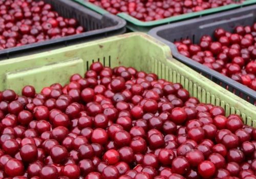 Koniec skupu. Ceny wiśni w hurcie 21.08. od 6 do 14 zł/kg