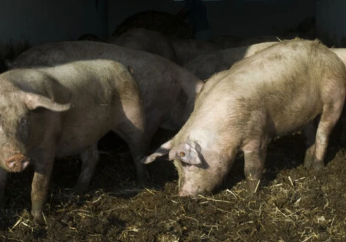 Ceny tuczników 2026. „Nie radzę zachowywać zbyt wielkiej pewności”