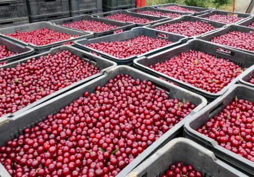 Skup poniżej kosztów produkcji? Producenci wiśni apelują o zakaz takich praktyk