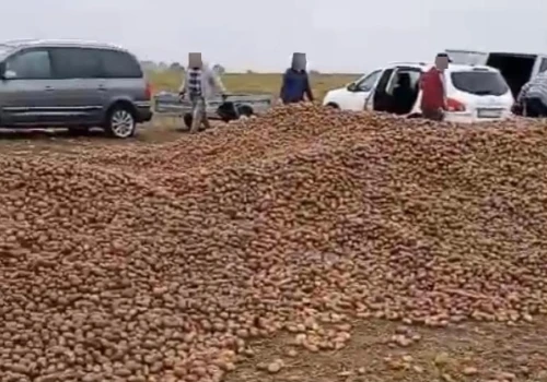 150 ton ziemniaków zniknęło z pola przez plotkę. Prokuratura umorzyła śledztwo, ale to nie koniec