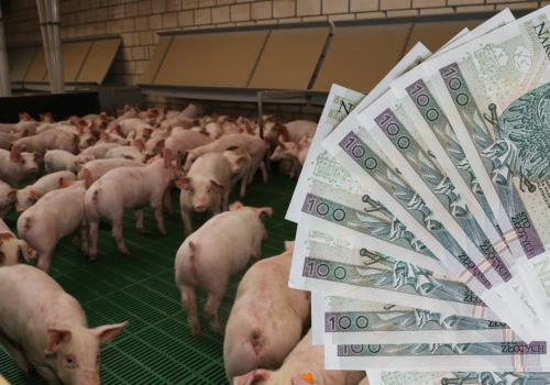 Świń brakuje, ale ceny nie rosną. Ile dziś płacą ubojnie?