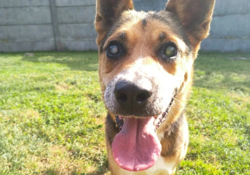Takie historie niestety się zdarzają. Ten pies czeka na adopcję już trzy lata
