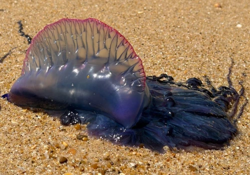 Francja i Portugalia zamykają plaże. Jadowite stworzenia atakują Atlantyk