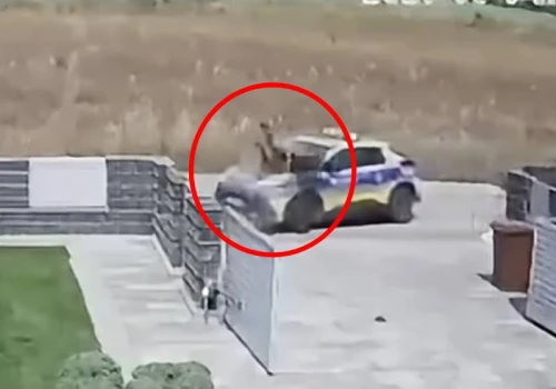 Szokująca interwencja policji. Staranowali 12-latka na motorowerze