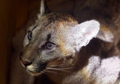 Tylko puma z Zachodniopomorskiego była prawdziwa