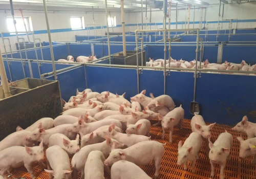 Ceny warchlaków bez większych zmian. Tyle zapłacisz za zwierzęta do tuczu