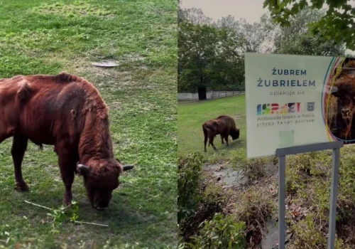 Ambasada Izraela zaopiekowała się żubrem w ZOO i nazwała go Żubriel