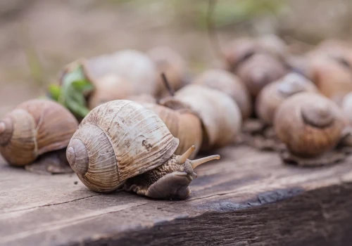 Ślimaki nie wytrzymują takich warunków. Giną masowo
