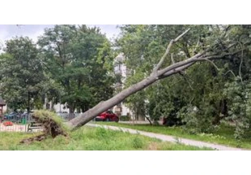 Przewrócone drzewa, latające rzeczy. Skutki silnego wiatru na Ursynowie