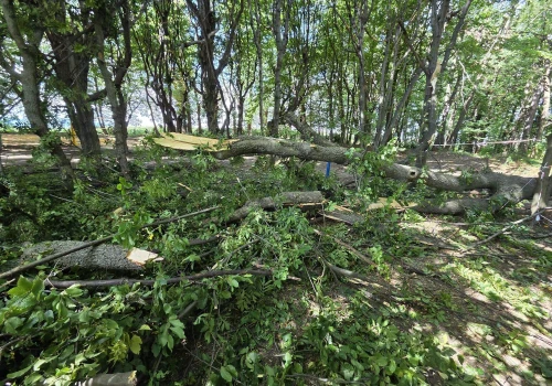 Spór po interwencji strażaków w parku w Mogilanach. Wójt wskazuje na szkody, OSP odpowiada