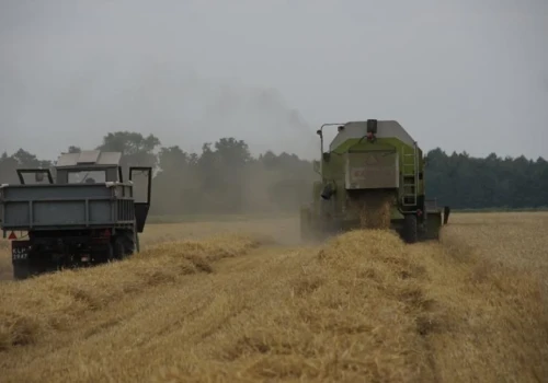 Słabszy sezon dla jęczmienia ozimego. Tegoroczne plony wyraźnie niższe