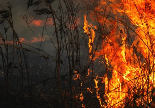 Zmiana klimatu i działania człowieka. Pożarów będzie tylko więcej