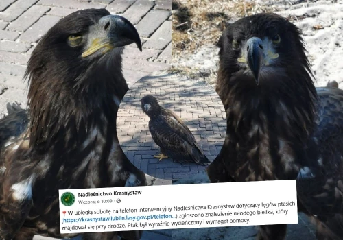 Młody, ale strasznie zmęczony jak my wszyscy bielik został uratowany w Lublinie