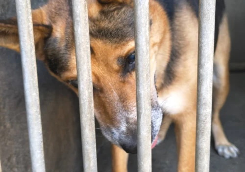 Adopcja zwierzęcia nie może przypominać toru przeszkód. Miasto analizuje procedury w krakowskim schronisku