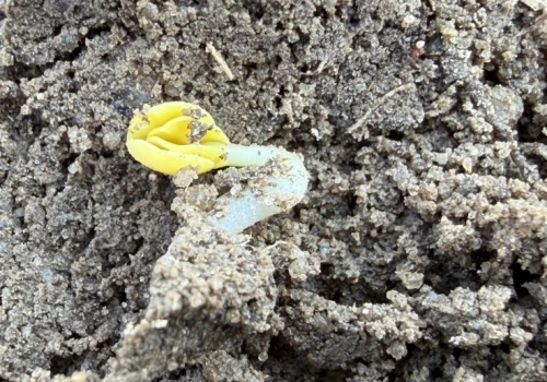 Jak długo działa zaprawa insektycydowa w rzepaku? Czy można zrezygnować z oprysku?