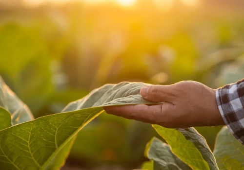 Plantatorzy tytoniu powinni mieć się na baczności. Nadchodzi zagrożenie