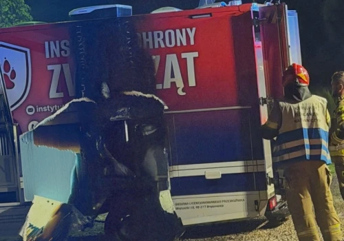 Spłonął pojazd aktywistów DIOZ po proteście w Tatrach. Spór o konie wymknął się spod kontroli?