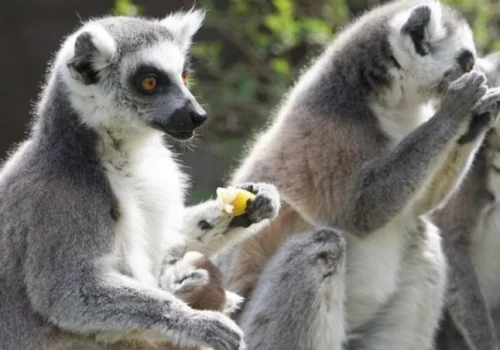 W naturze król Julian byłby Julią. Co „Madagaskar” zmyślił o lemurach?