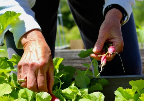 Jeszcze w sierpniu wysiej na poplon. Jesienią zbierzesz chrupiące korzenie