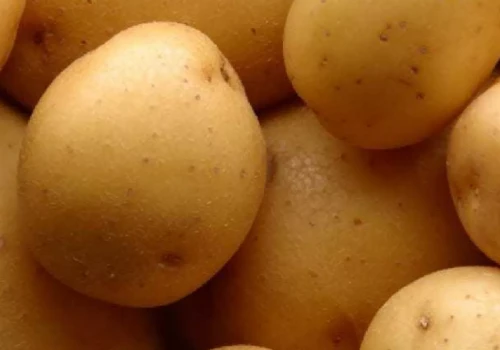 Ziemniaki płynęły do Polski głównie z dwóch krajów. Czerwcowy import przekroczył 22 tys. ton