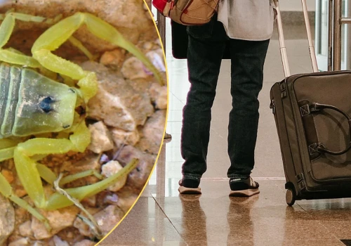 Ukrył się w kurtce turystki. Groza na lotnisku w Niemczech