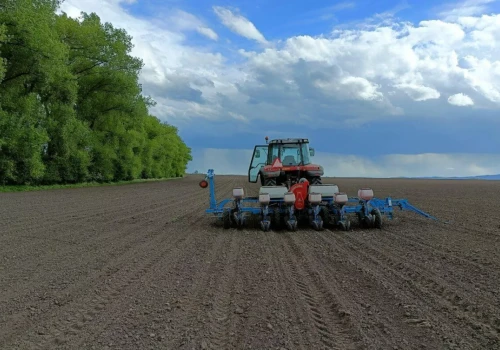 Rzepak po rzepaku. Czy orka jest konieczna i jak przygotować stanowisko?
