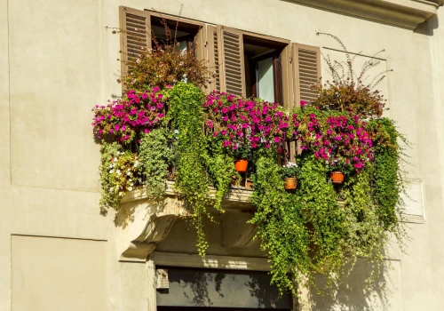 Kwiaty na balkon, którymi przedłużysz lato. 8 roślin, które najpiękniej wyglądają właśnie jesienią