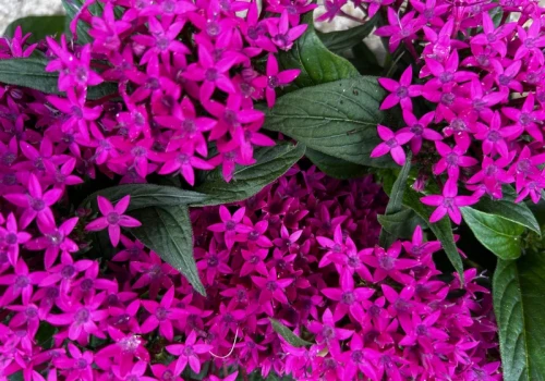 Posadź zamiast pelargonii. Piętak lancetowaty kwitnie do przymrozków