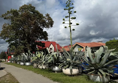 Botaniczna sensacja na Mazurach. Agawa zakwitła przed piekarnią w Pieckach