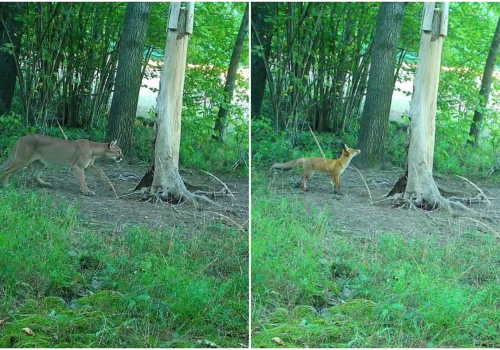 Nie puma tylko lis? Jest nagranie z fotopułapki, policjanci prowadzą postępowanie