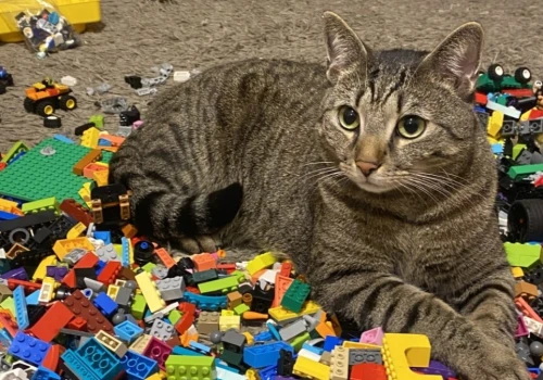 Warto inwestować w LEGO? 