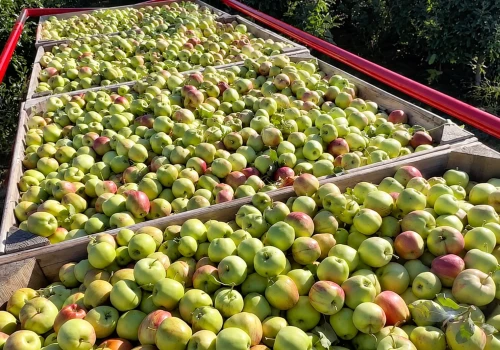 Jabłka przemysłowe po 65 gr/kg?! Skupujący zdradza, co naprawdę dzieje się na rynku!