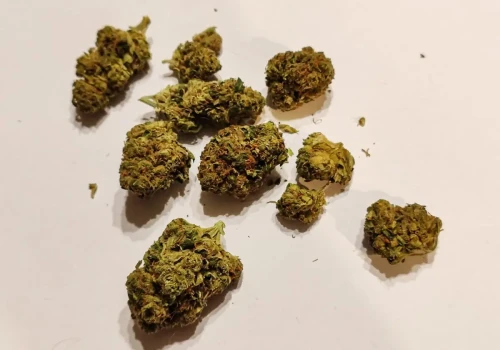 Hindu Kush – legendarna indica