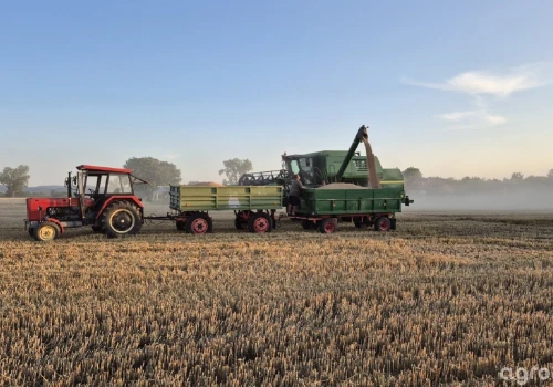 Ceny pszenicy 25.08.2026. W skupach od 740 zł/t, różnice sięgają 220 zł/t