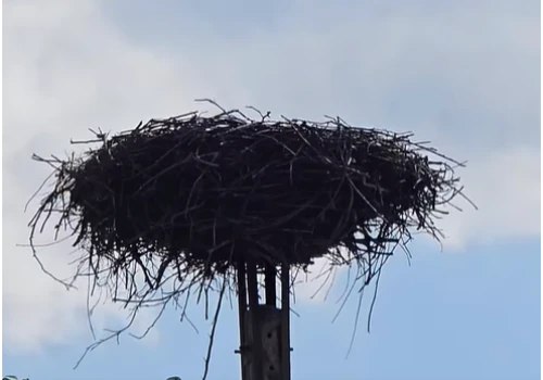 Bociany odlatują z regionu tarnowskiego. Puste gniazda są wyraźnym znakiem końca lata