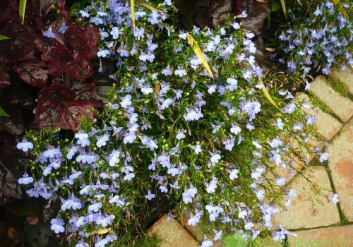 Lobelia przylądkowa Magadi Electric Blue – uprawa i ciekawostki