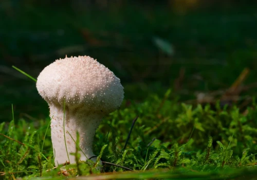 Trwa wyścig grzybiarzy. To czas niezwykłych zbiorów