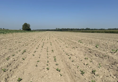 Bez tego rzepak jesienią będzie słaby. Kluczowy czynnik dla kształtowania plonu